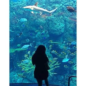 Meet your Posher, Amadea